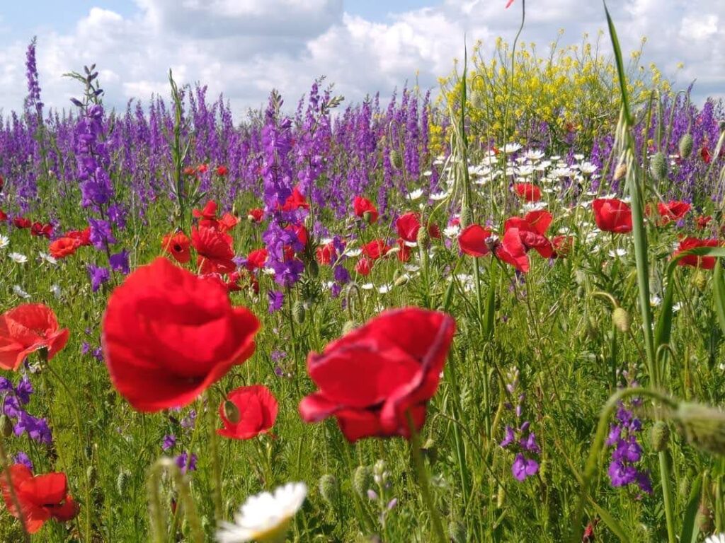 誰も手を加えなかった、この一角だけがいちばん美しい場所になっていました。